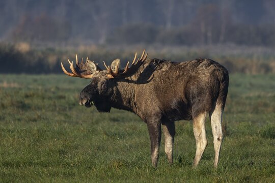 A bull moose (Alces alces) looking for food in a meadow, October, Denmark