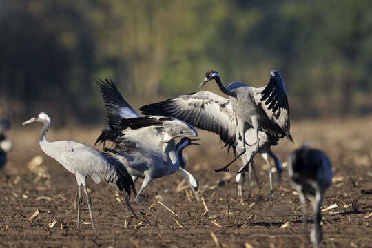 Cranes interacting in an open field, crane (Grus grus) wildlife, Western Pomerania Lagoon Area National Park, Zingst, Mecklenburg-Western Pomerania, Germany