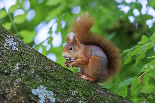 A red squirrel sits on a slanting, mossy branch and nibbles on a nut in front of soft, green leaf bokeh, squirrel (Sciurus vulgaris), wildlife, Germany