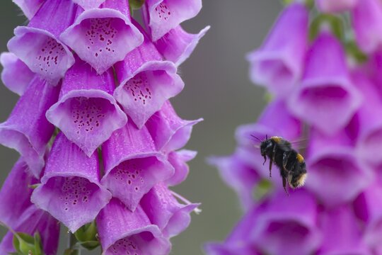 Buff tailed bumblebee (Bombus terrestris) adult bee flying towards a Foxglove (Digitalis purpurea) flower in summer, England, United Kingdom
