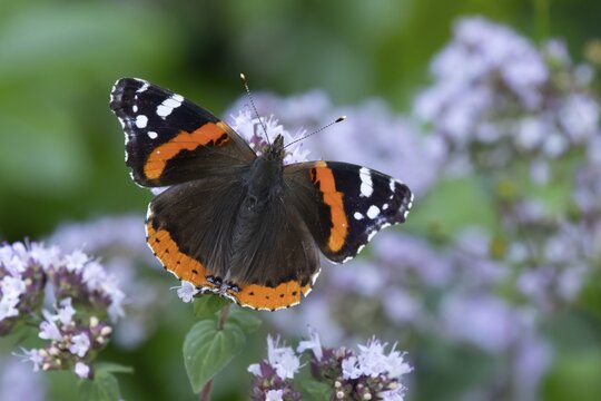 Red admiral butterfly (Vanessa atalanta) adult insect feeding on garden Wild marjoram or Oregano flowers in summer, England, United Kingdom