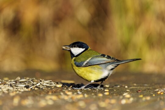 A bird stands on the ground and eats grains in front of a blurred, autumnal background, Great Tit, (Parus major), wildlife, Germany