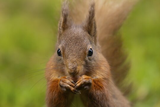 Red squirrel (Sciurus vulgaris) adult animal feeding on a nut, Yorkshire, England, United Kingdom