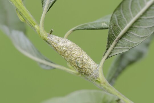 Sallow kitten moth (Furcula furcula), cocoon, North Rhine-Westphalia, Germany