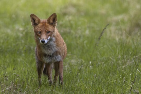 Concentrated, the red fox (Vulpes vulpes) tries to find the source of the sound, alert, skeptical, Denmark