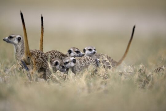 Meerkats or suricates (Suricata suricatta), Makgadikgadi Salt Pans, Makgadikgadi Pans National Park, Central District, Botswana