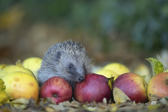 European hedgehog (Erinaceus europaeus) adult animal on fallen apples fruit in a garden in autumn, England, United Kingdom