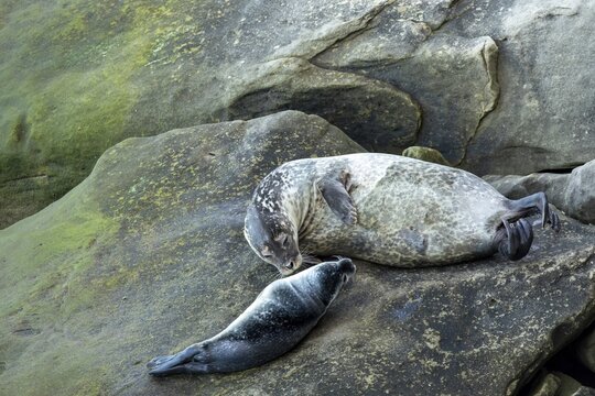 Harbor seal, phoca vitulina vitulina. Female seal and baby resting on a rock by the sea. Forillon national park. Province of Quebec. Canada