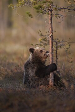 European brown bear (Ursus arctos) juvenile cub hugging a tree in a boreal forest, Suomussalmi, Karelia, Finland