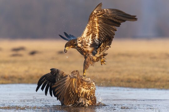 Two young white-tailed eagles (Haliaeetus albicilla) fighting for prey in flight, winter, Kutno, Poland