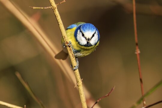 Blue tit sitting upright on a thin branch and looking forwards, Blue tit (Cyanistes caeruleus), wildlife, Germany