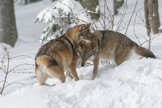 Gray wolves (Canis lupus) standing in the snow, social behaviour, captive, Bavaria, Germany