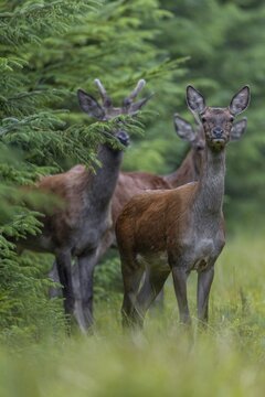 A second red deer (Cervus elaphus) joins the red deer on the track, the hide is well chosen, rutting season, September, Denmark