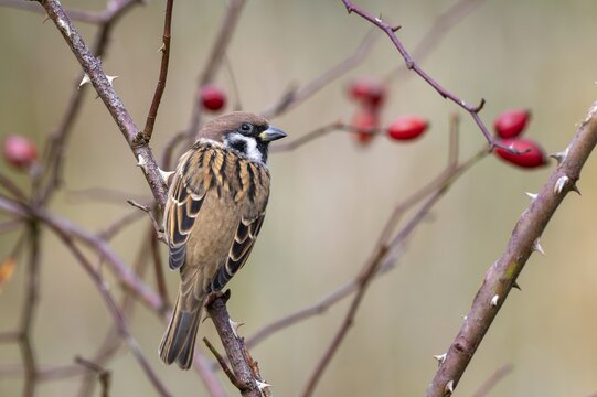 Tree sparrow (Passer montanus) sitting in a wild rose bush, Littlewood Ranch, Limbach, Burgenland, Austria