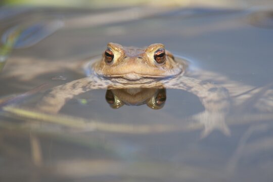 Common Toad or European Toad (Bufo bufo) in the water, Thuringia, Germany