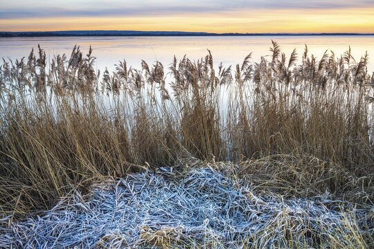 Winter atmosphere on the shore of Lake D&uuml;mmer, thatch, reeds, silence, Lembruch, Lower Saxony, Germany