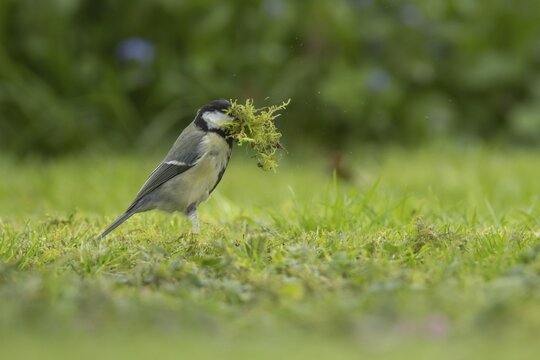 Great tit (Parus major) adult bird collecting moss for nesting material from a garden lawn, England, United Kingdom