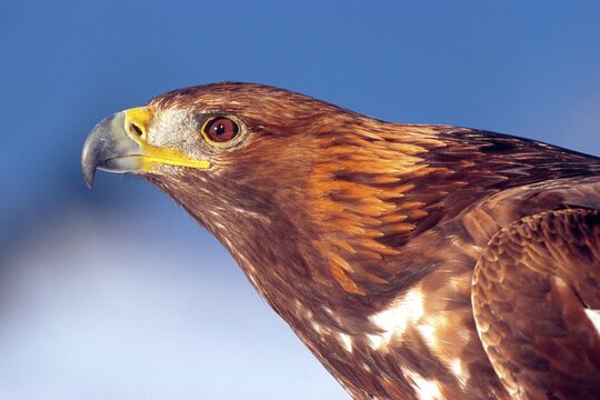 Golden Eagle (Aquila chrysaetos), North Tyrol, Austria, Europe
