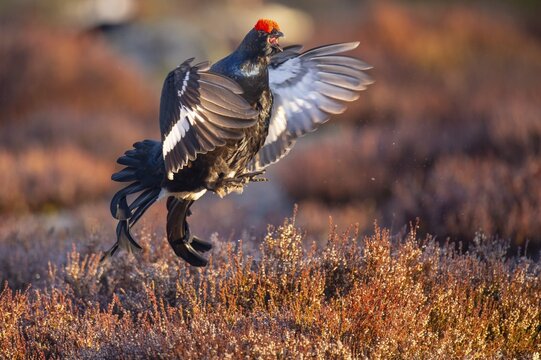 Black grouse (Lyrurus tetrix), black grouse courtship in Sweden, F&aring;gelsj&ouml;, G&auml;vleborgs l&auml;n, Sweden