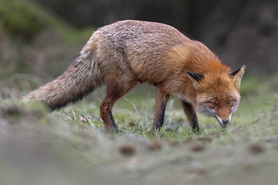 Even when the red fox (Vulpes vulpes) is feeding, it is always ready to flee and observe its surroundings, rearing its young, April, Denmark