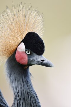 Black crowned crane or Black-necked crane (Balearica pavonina), portrait, captive, occurring in Africa