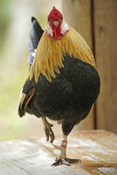 Bantam, bantam chicken (Gallus gallus f. domestica) cock, animal portrait, Germany