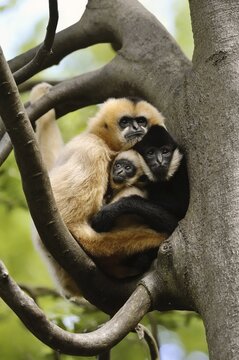 Northern white-cheeked gibbon (Nomascus leucogenys), male and female with young, captive, occurring in Asia