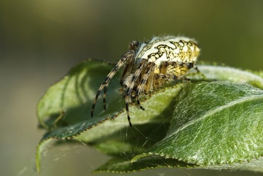 Oak Spider (Aculepeira ceropegia), BEG Biotope near Rotholz, Tyrol, Austria, Europe