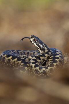 Common european adder or European viper (Vipera berus) adult snake with its tongue out, England, United Kingdom