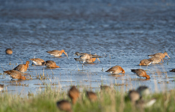 A flock of Black-tailed Godwits (Limosa limosa) in breeding plumage foraging and probing in a shallow wetland, featuring one bird stretching its wings in the center, framed by an out-of-focus grass.