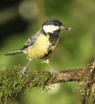 Great tit (Parus major) with captured cross spider (Araneus) Allg&auml;u, Bavaria, Germany