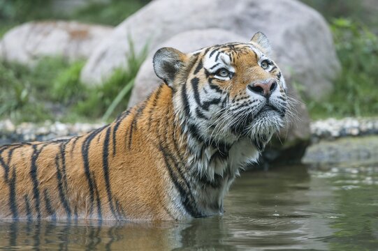Siberian tiger (Panthera tigris altaica) standing in the water, captive, Germany
