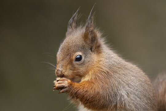 Red squirrel (Sciurus vulgaris) adult animal eating a nut, England, United Kingdom