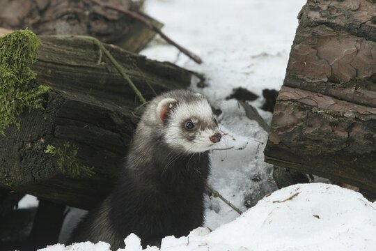 Ferret (Mustela putorius furo) in the snow comes out from under old wood, pet keeping, Allg&auml;u, Bavaria, Germany