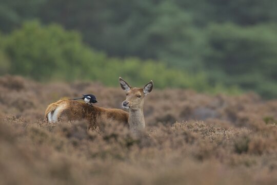Red deer (Cervus elaphus) adult female hind animal with a Magpie bird on its back in heathland in autumn, England, United Kingdom