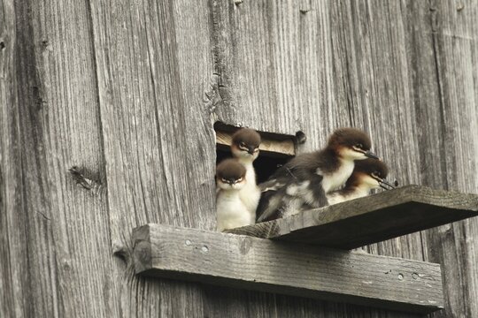 Goosander (Mergus merganser) one day old fledglings at the breeding den in a field barn, a few seconds in front of jumping into the deep, Allg&auml;u, Bavaria, Germany, Allg&auml;u, Bavaria, Germany