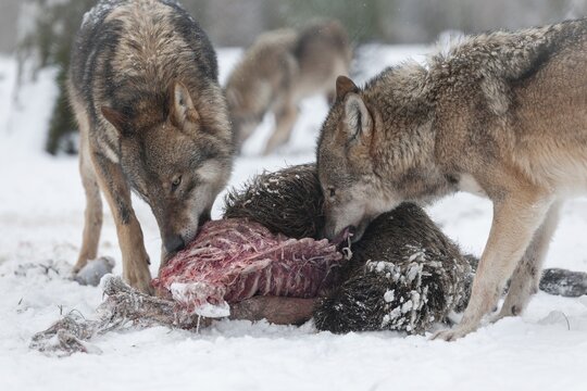 Wolves (Canis lupus) eating wild boar (Sus scrofa) prey, captive, Germany