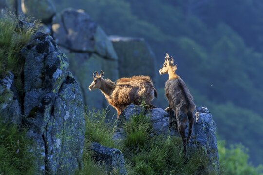 Two chamois observing the surroundings from a rocky vantage point, chamois, chamois, (Rupicapra rupicaprae), wildlife, Vosges, France