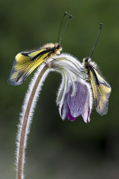 Pair of Owlflies (Libelloides coccajus) perched in a flower, Feldthurns, Bolzano-Bozen, Italy