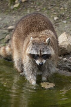 Raccoon (Procyon lotor) standing in water, captive, Germany