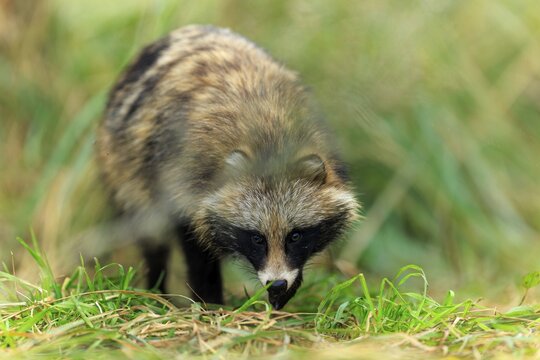 A raccoon dog in the grass, well camouflaged and curiously looking down, raccoon dog, (Nyctereutes procyonoides), wildlife, Western Pomerania Lagoon Area National Park, Zingst, Mecklenburg-Western Pomerania, Germany