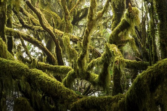 Trees with moss and lichen in the cloud forest of Garajonay National Park. Parque Nacional de Garajonay, La Gomera, Canary Islands, Spain