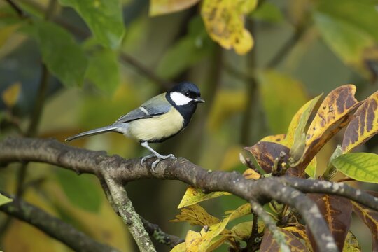 Great tit (Parus major) adult garden bird on a Magnolia tree branch amongst autumn colour leaves, England, United Kingdom