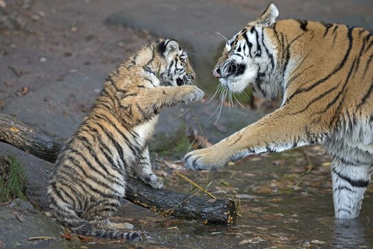 Young tiger in a playful fight with an adult tiger, Siberian tiger, Amur tiger, (Phantera tigris altaica), cubs