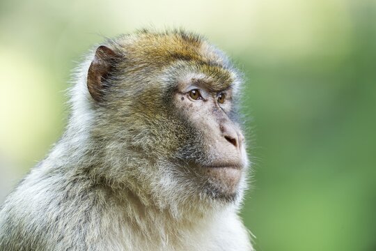 Barbary Macaque (Macaca sylvanus), adult, captive