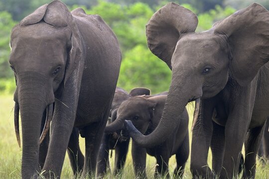 African forest elephants (Loxodonta cyclotis) in a clearing in Loango National Park, Parc National de Loango, Ogoou&eacute;-Maritime Province, Gabon