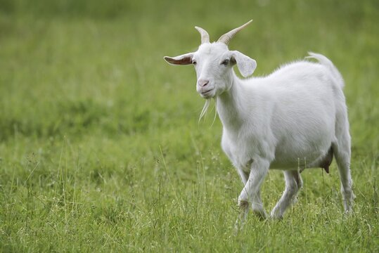 Cashmere goat (Capra aegagrus f. hircus), female, North Rhine-Westphalia, Germany