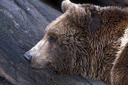 Brown Bear (Ursus arctos), Hellabrunn Zoo, Salzburg, Austria, Europe