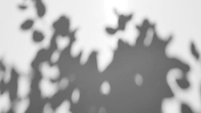 The shadow of a tree sways on a transparent background