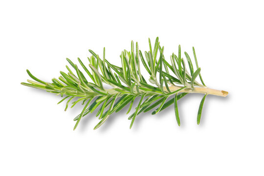 biberiye twig of rosemary on white background